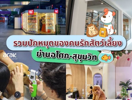 รวมปักหมุดของคนรักสัตว์เลี้ยงย่านอโศก-สุขุมวิท